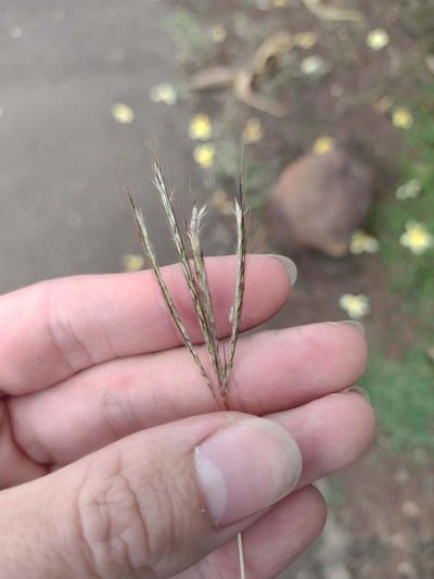 Bothriochloa pertusa, photographed by Kevin Faccenda
