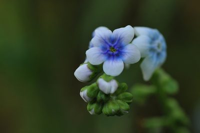 Adelocaryum lambertianum, photographed by Dinesh Valke