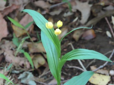 Cephalanthera falcata, photographed by mami_t_t