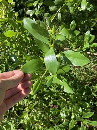 Myoporum boninense, photographed by Thomas Mesaglio