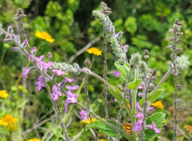 Aloysia macrostachya, photographed by johnyochum