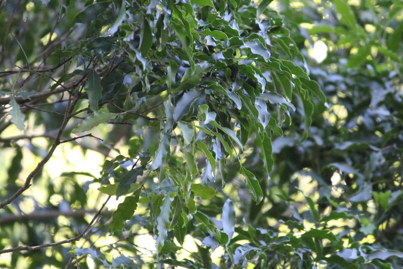 Vepris lanceolata, photographed by Mahomed Desai