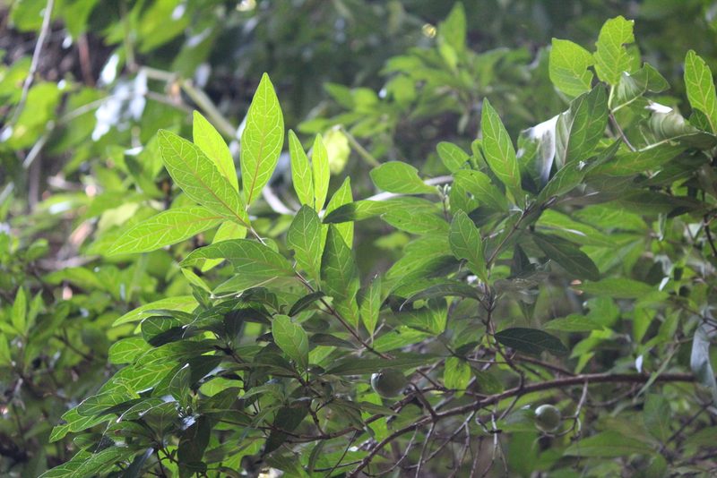 Rothmannia globosa, photographed by Mahomed Desai