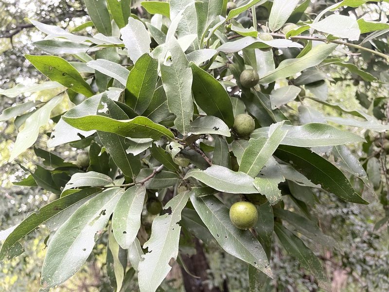 Diospyros mespiliformis, photographed by Robert Taylor