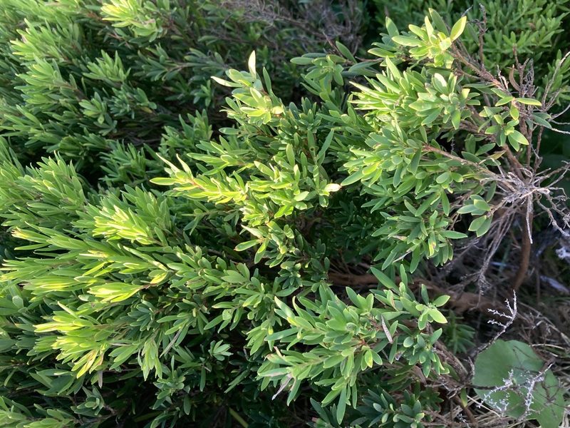 Leucopogon parviflorus, photographed by Thomas Mesaglio