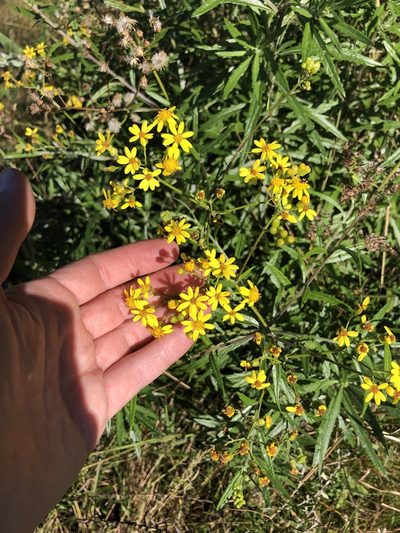 Senecio polyanthemoides, photographed by Sunčana Bradley