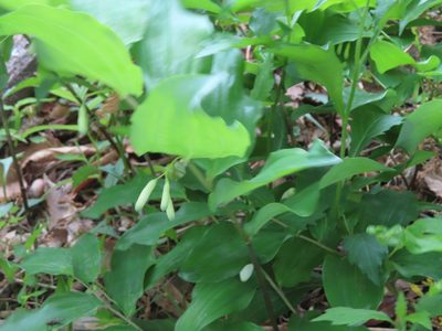 Polygonatum lasianthum, photographed by mami_t_t
