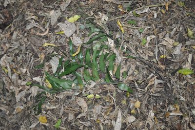 Asplenium oblongifolium, photographed by Tony Wills