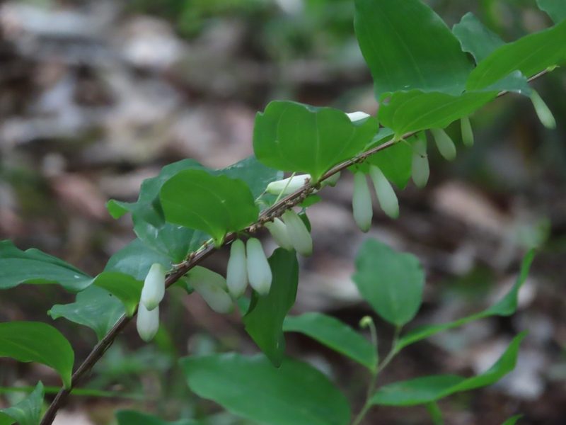 Polygonatum lasianthum, photographed by mami_t_t