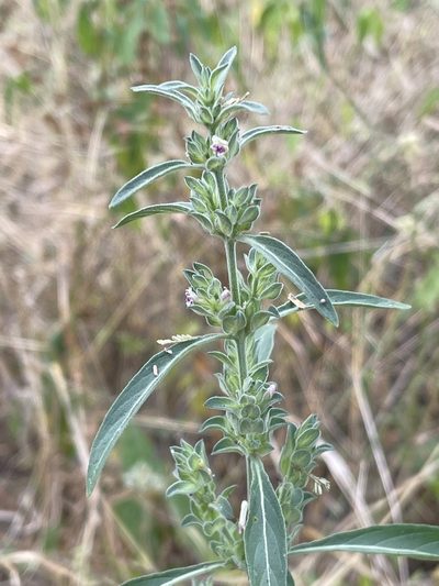 Meiosperma bracteatum, photographed by Robert Taylor