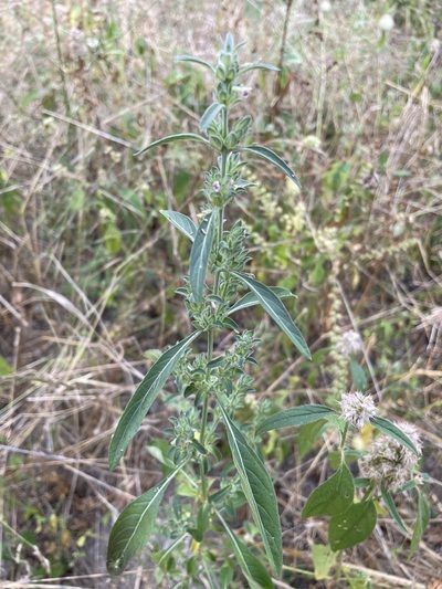 Meiosperma bracteatum, photographed by Robert Taylor