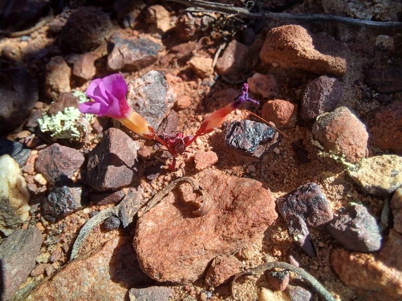 Oxalis leptogramma, photographed by Danie Palm