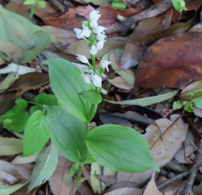 Cephalanthera erecta, photographed by mami_t_t