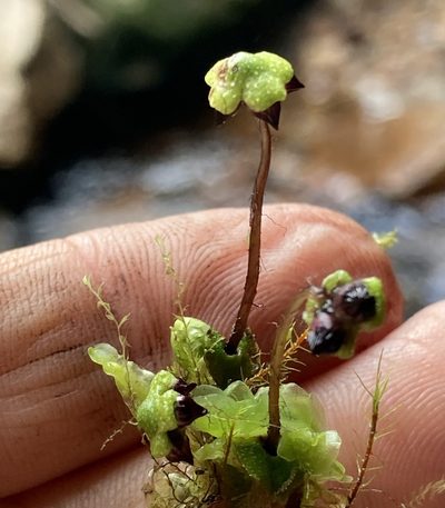 Asterella macropoda, photographed by Andrew J. Crawford
