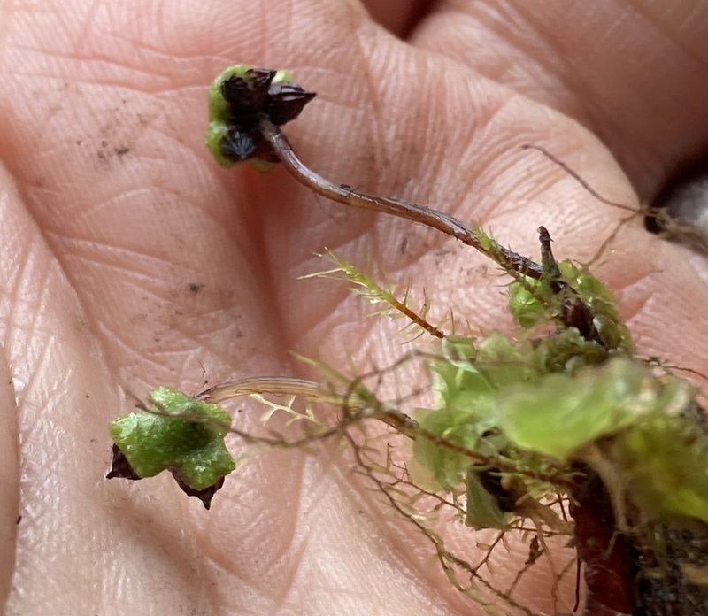 Asterella macropoda, photographed by Andrew J. Crawford