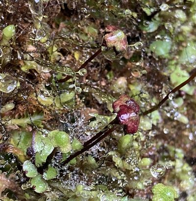 Asterella macropoda, photographed by Andrew J. Crawford