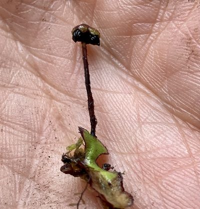 Asterella macropoda, photographed by Andrew J. Crawford