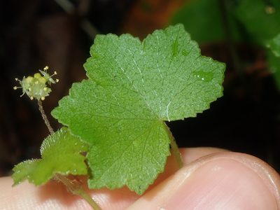 Hydrocotyle hirta, photographed by Thomas Mesaglio