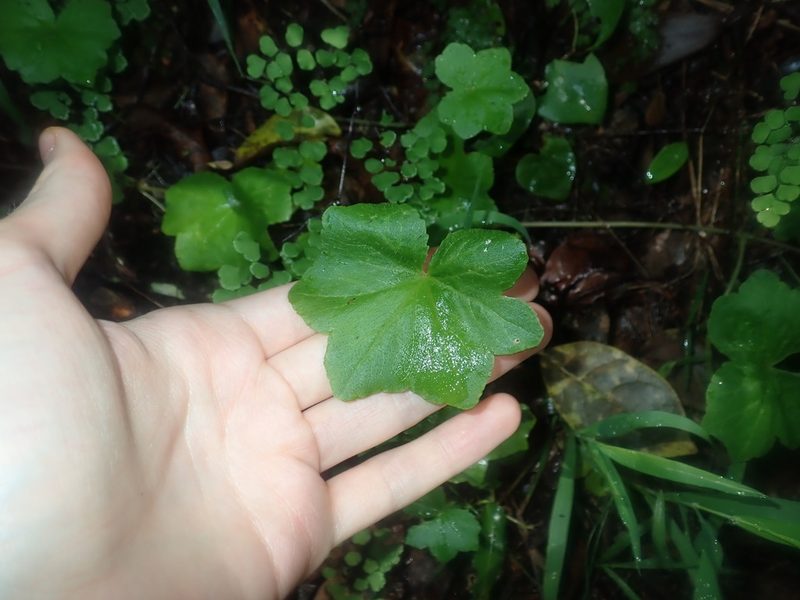 Hydrocotyle hirta, photographed by Thomas Mesaglio