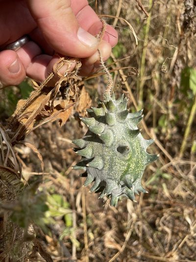 Cucumis metuliferus, photographed by Robert Taylor