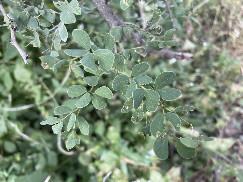 Senegalia nigrescens, photographed by Robert Taylor