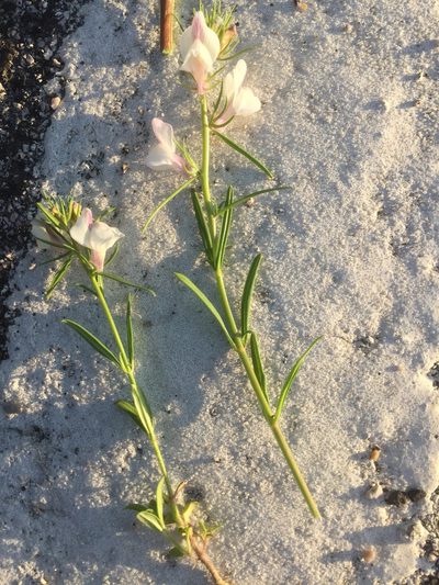 Misopates calycinum, photographed by Andre Hosper