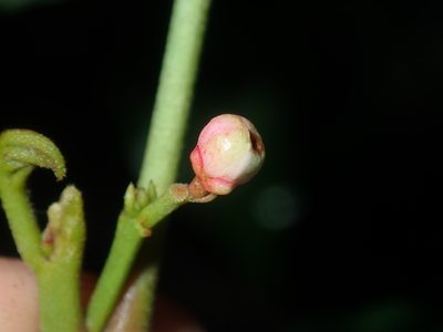 Synoum glandulosum, photographed by Thomas Mesaglio