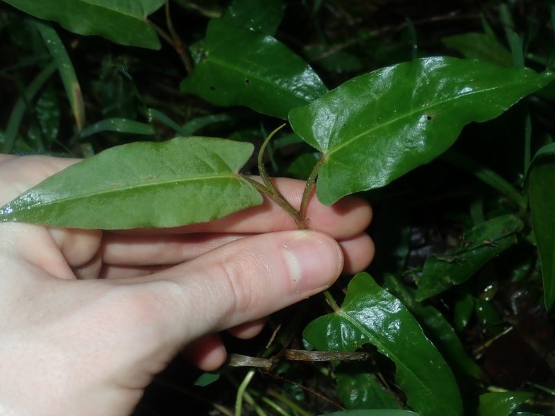 Persicaria strigosa, photographed by Thomas Mesaglio