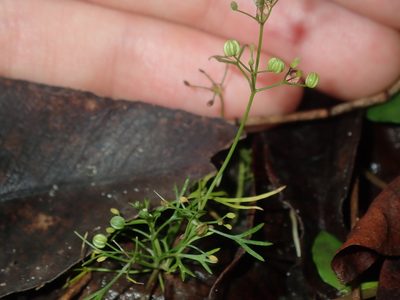 Cyclospermum leptophyllum, photographed by Thomas Mesaglio