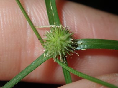 Cyperus brevifolius, photographed by Thomas Mesaglio