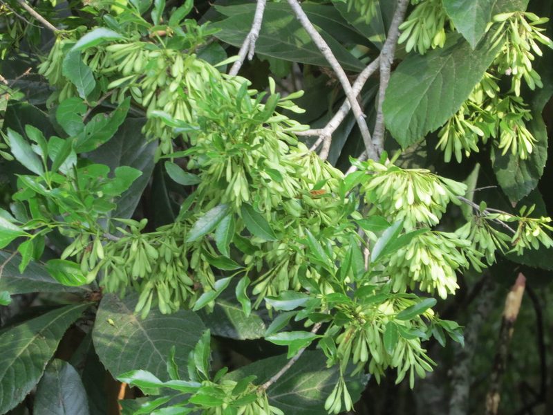 Fraxinus berlandieriana, photographed by johnyochum