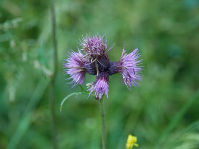 Cirsium rivulare, photographed by Andreas Stiller