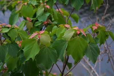 Mallotus japonicus, photographed by WATANABE Hitoshi 渡辺仁
