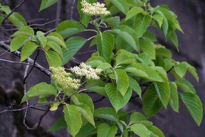Cornus controversa, photographed by WATANABE Hitoshi 渡辺仁