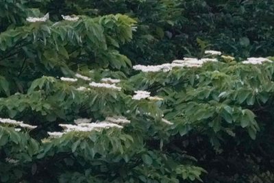 Cornus controversa, photographed by WATANABE Hitoshi 渡辺仁