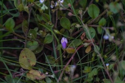 Mazus miquelii, photographed by WATANABE Hitoshi 渡辺仁