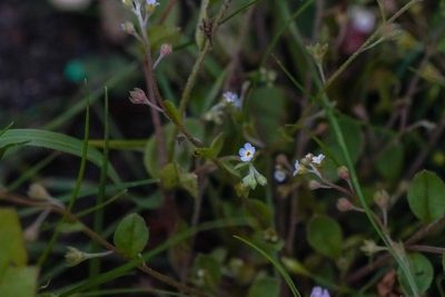 Trigonotis peduncularis, photographed by WATANABE Hitoshi 渡辺仁