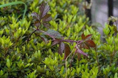 Causonis japonica, photographed by WATANABE Hitoshi 渡辺仁