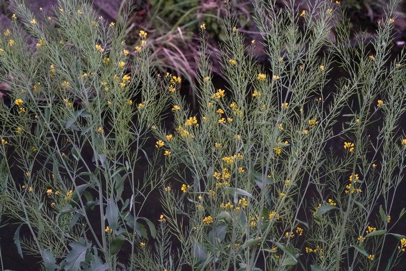 Brassica juncea, photographed by WATANABE Hitoshi 渡辺仁