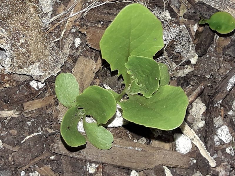 Lactuca sativa, photographed by naturewatchwidow