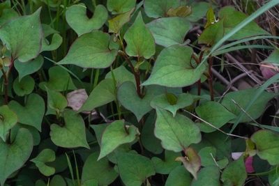 Houttuynia cordata, photographed by WATANABE Hitoshi 渡辺仁