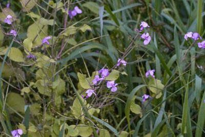 Orychophragmus violaceus, photographed by WATANABE Hitoshi 渡辺仁