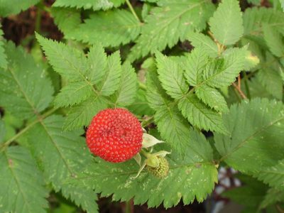 Rubus rosifolius, photographed by Grete Pasch