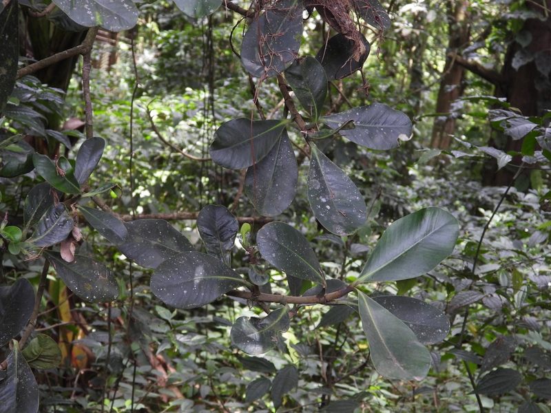 Clusia salvinii, photographed by Grete Pasch
