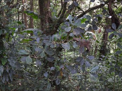 Clusia salvinii, photographed by Grete Pasch