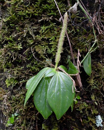 Peperomia san-joseana, photographed by Grete Pasch