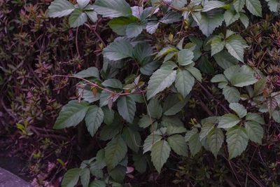 Causonis japonica, photographed by WATANABE Hitoshi 渡辺仁