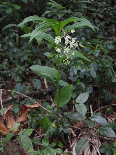 Maianthemum flexuosum, photographed by Grete Pasch