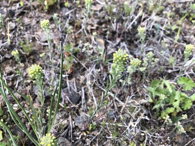 Alyssum alyssoides, photographed by Pavel Kacl