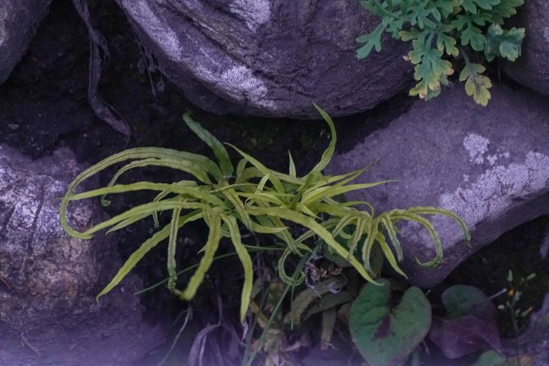 Pteris multifida, photographed by WATANABE Hitoshi 渡辺仁